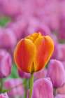USA, Washington State, Skagit Valley, Lone orange tulip amongst pink tulips Art Print